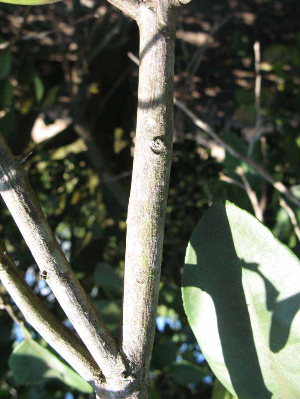            First year twig (Winter Haven, FL)   